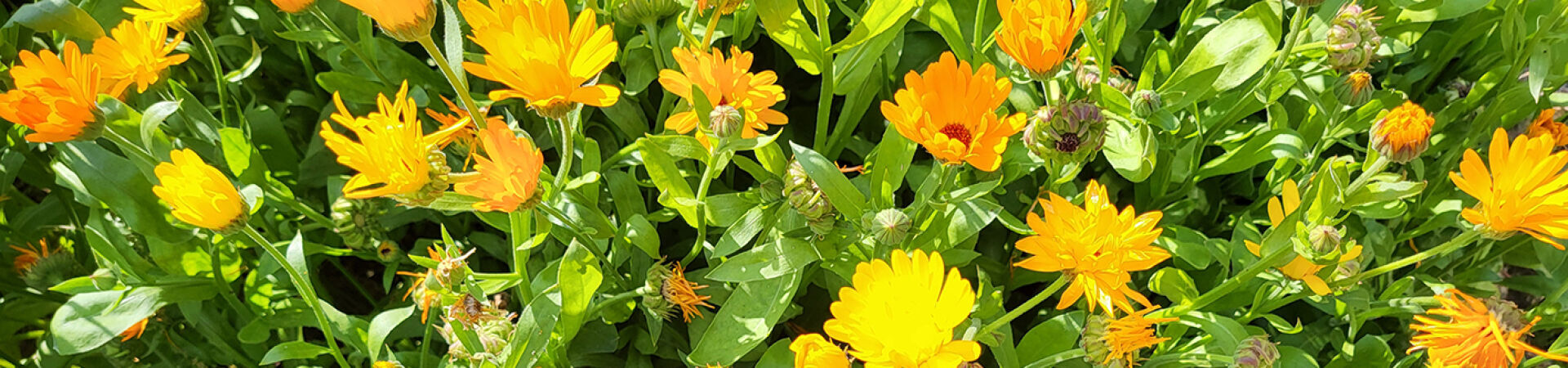 Ringelblumen | zur Startseite